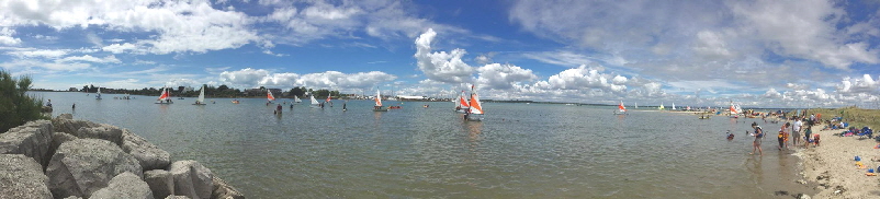 Seals in the lagoon_o Seals in the lagoon_o